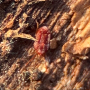 Erythraeidae (family) at Campbell, ACT - 20 Sep 2024