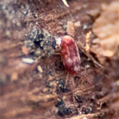 Erythraeidae (family) at Campbell, ACT - 20 Sep 2024