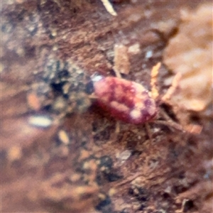 Erythraeidae (family) at Campbell, ACT - 20 Sep 2024