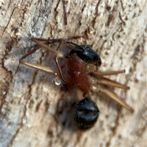 Camponotus nigriceps at Campbell, ACT - 20 Sep 2024 05:18 PM