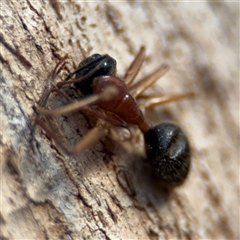 Camponotus nigriceps at Campbell, ACT - 20 Sep 2024 05:18 PM