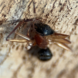 Camponotus nigriceps at Campbell, ACT - 20 Sep 2024 05:18 PM