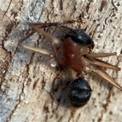 Camponotus nigriceps at Campbell, ACT - 20 Sep 2024 05:18 PM