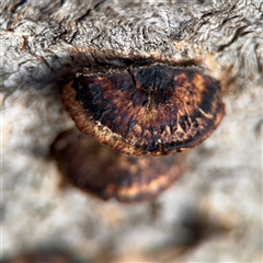 Hexagonia vesparia (Wasp Nest Polypore) at Reid, ACT - 20 Sep 2024 by Hejor1