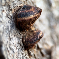 Hexagonia vesparia at Reid, ACT - 20 Sep 2024