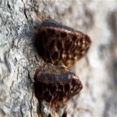 Hexagonia vesparia at Reid, ACT - 20 Sep 2024