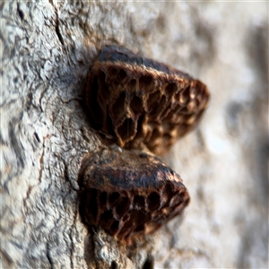 Hexagonia vesparia at Reid, ACT - 20 Sep 2024