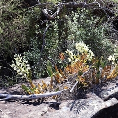 Dendrobium speciosum var. speciosum (Sydney Rock Orchid) at Porters Creek, NSW - 14 Sep 2024 by Clarel