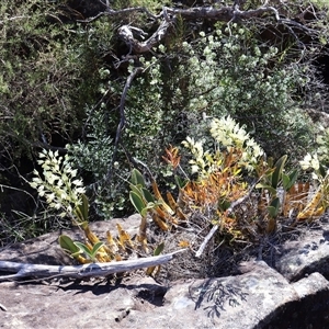 Thelychiton speciosa var. speciosa at Porters Creek, NSW - 15 Sep 2024