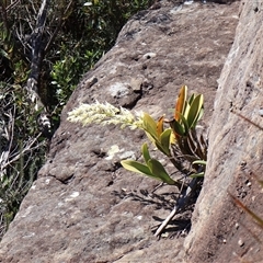 Dendrobium speciosum var. speciosum at Porters Creek, NSW - 15 Sep 2024