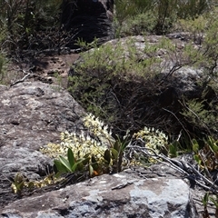 Dendrobium speciosum var. speciosum at Porters Creek, NSW - 15 Sep 2024