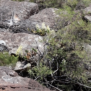 Dendrobium speciosum var. speciosum at Porters Creek, NSW - 15 Sep 2024