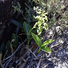 Thelychiton speciosa var. speciosa at Porters Creek, NSW - 15 Sep 2024