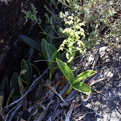 Dendrobium speciosum var. speciosum at Porters Creek, NSW - suppressed