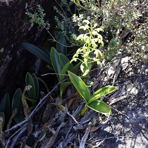 Dendrobium speciosum var. speciosum at Porters Creek, NSW - 15 Sep 2024