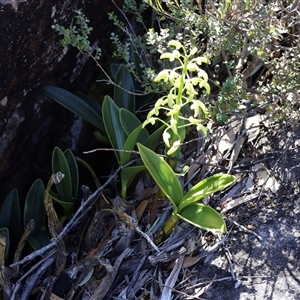 Dendrobium speciosum var. speciosum at Porters Creek, NSW - suppressed