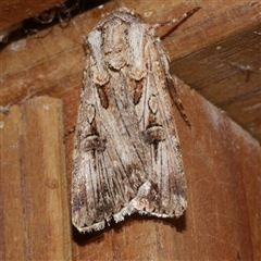 Agrotis munda (Brown Cutworm) at Freshwater Creek, VIC - 3 Sep 2021 by WendyEM