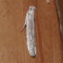 Meyrickiella homosema (Grey Snout Moth) at Freshwater Creek, VIC - 2 Sep 2021 by WendyEM