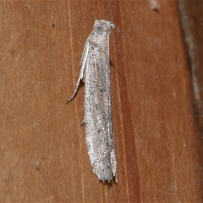 Meyrickiella homosema (Grey Snout Moth) at Freshwater Creek, VIC - 3 Sep 2021 by WendyEM