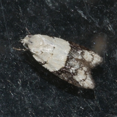 Tracholena sulfurosa (A tortrix moth) at Freshwater Creek, VIC - 2 Sep 2021 by WendyEM