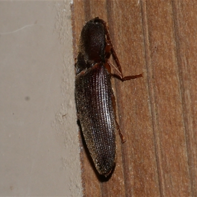 Elateridae sp. (family) at Freshwater Creek, VIC - 3 Sep 2021 by WendyEM