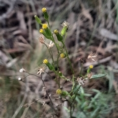 Senecio (genus) (A Fireweed) at Acton, ACT - 4 Aug 2024 by Venture