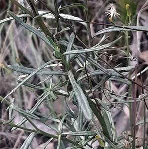 Senecio (genus) at Acton, ACT - 4 Aug 2024 03:39 PM