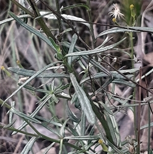 Senecio sp. at Acton, ACT - 4 Aug 2024