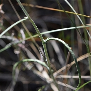 Senecio quadridentatus at Yarralumla, ACT - 18 Sep 2024