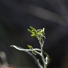 Senecio quadridentatus at Yarralumla, ACT - 18 Sep 2024 03:38 PM