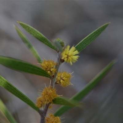 Acacia lanigera var. lanigera (Woolly Wattle, Hairy Wattle) at Aranda, ACT - 18 Sep 2024 by Venture