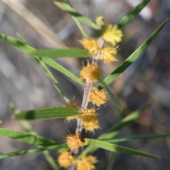 Acacia lanigera var. lanigera at Aranda, ACT - 18 Sep 2024