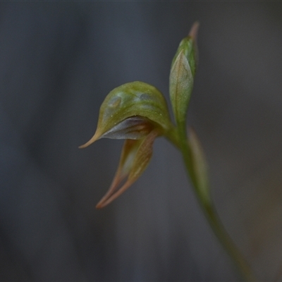 Oligochaetochilus aciculiformis (Needle-point rustyhood) at Bruce, ACT - 18 Sep 2024 by Venture