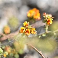 Pultenaea procumbens (Bush Pea) at Bruce, ACT - 18 Sep 2024 by Venture