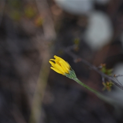 Microseris walteri (Yam Daisy, Murnong) at Bruce, ACT - 18 Sep 2024 by Venture