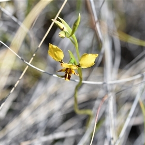 Diuris nigromontana at Bruce, ACT - 18 Sep 2024