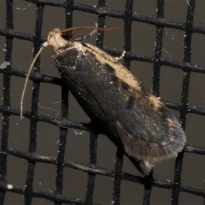 Hoplostega ochroma at Freshwater Creek, VIC - 18 Aug 2021 12:01 AM