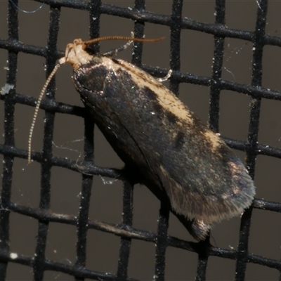 Hoplostega ochroma (a Eulechria Group moth) at Freshwater Creek, VIC - 17 Aug 2021 by WendyEM