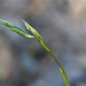 Diuris sp. at Bruce, ACT - suppressed