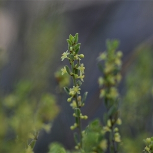 Phyllanthus occidentalis at Bruce, ACT - 18 Sep 2024