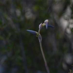 Lyperanthus suaveolens at Aranda, ACT - suppressed