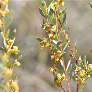 Acacia buxifolia subsp. buxifolia at Bruce, ACT - 18 Sep 2024