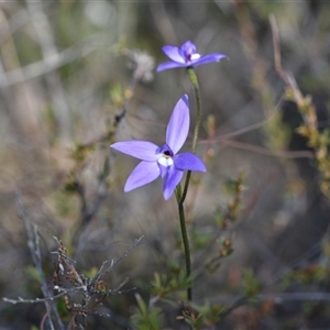 Glossodia major at Aranda, ACT - 18 Sep 2024