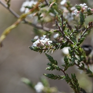 Styphelia attenuata at Yarralumla, ACT - 18 Sep 2024