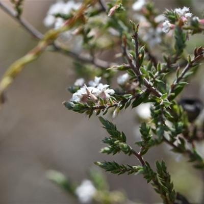 Leucopogon attenuatus (Small-leaved Beard Heath) at Yarralumla, ACT - 18 Sep 2024 by Venture