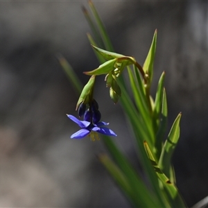 Stypandra glauca at Yarralumla, ACT - 18 Sep 2024