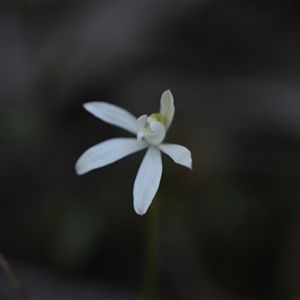 Caladenia fuscata at Yarralumla, ACT - 18 Sep 2024