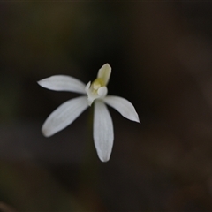 Caladenia fuscata at Yarralumla, ACT - 18 Sep 2024