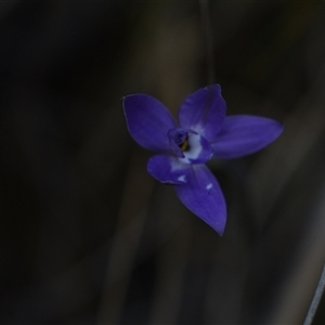 Glossodia major at Yarralumla, ACT - suppressed