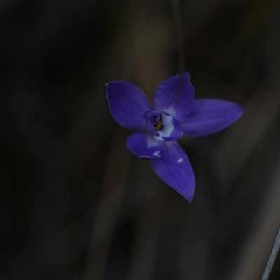 Glossodia major (Wax Lip Orchid) at Yarralumla, ACT - 18 Sep 2024 by Venture